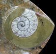 Fish-Shaped Fossil Goniatite Dish (Brown) - Stoneware #62450-1